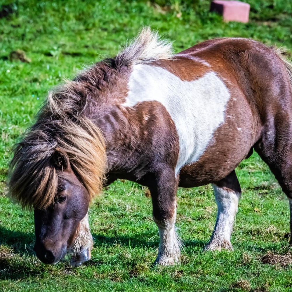 Shetland Pony Horse Breed