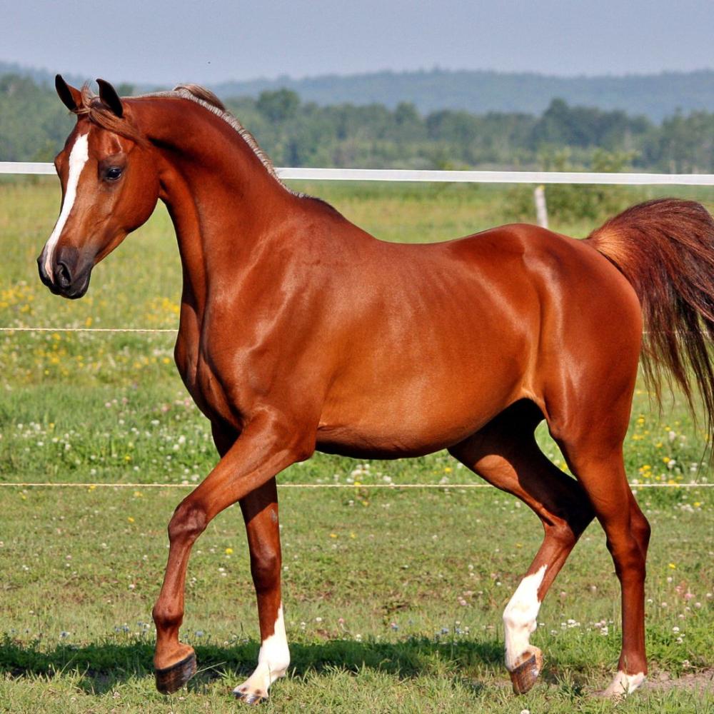Arabian Horse Breed