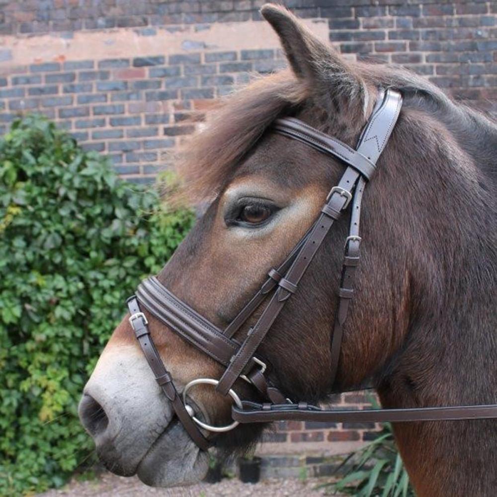 Close‑up of a brown horse wearing a leather bridle beside a brick wall with ivy.