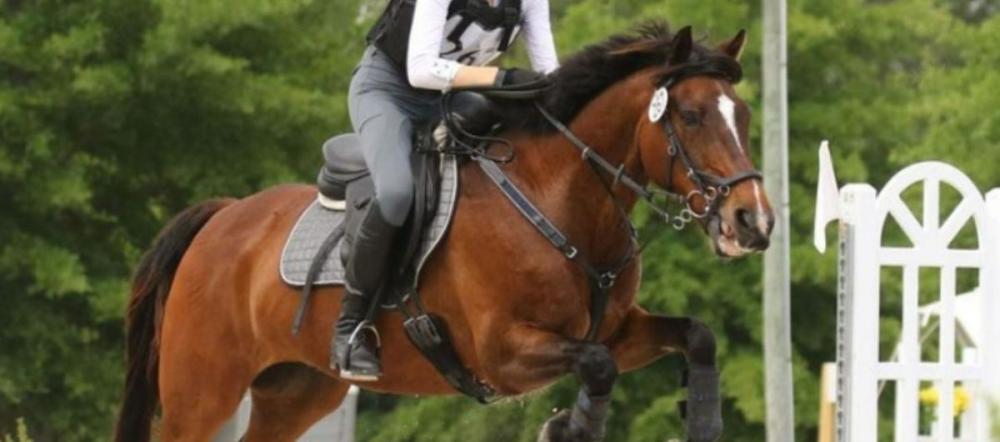 Brown horse and rider jumping an obstacle in an outdoor arena featured in the Cavaletti Collection