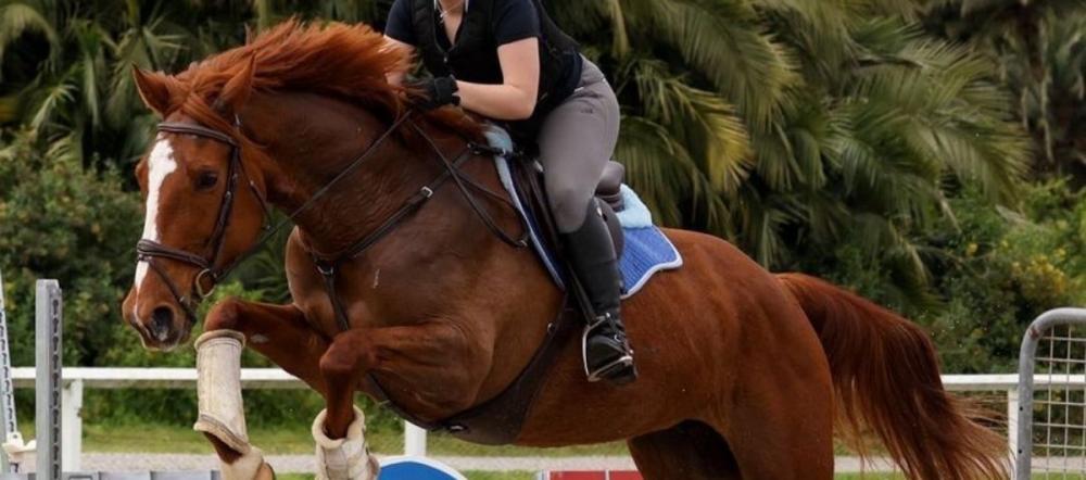 Chestnut horse and rider jumping an obstacle in an outdoor arena featured in the Cavaletti Collection