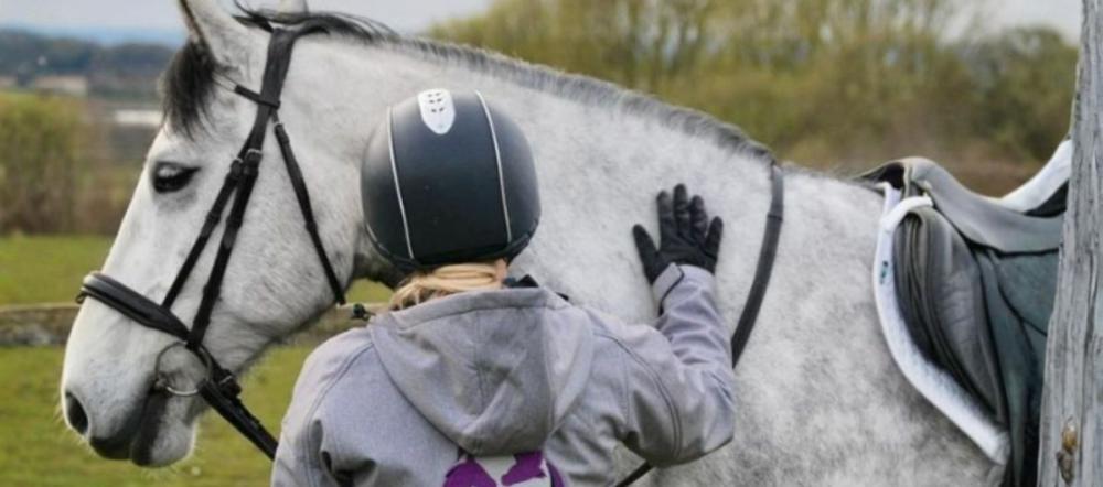 cavaletti-collection-grey-horse-rider-headcollar-welfare-check Grey horse standing with a rider in an outdoor field wearing a bridle featured in the Cavaletti Collection for a headcollar welfare check