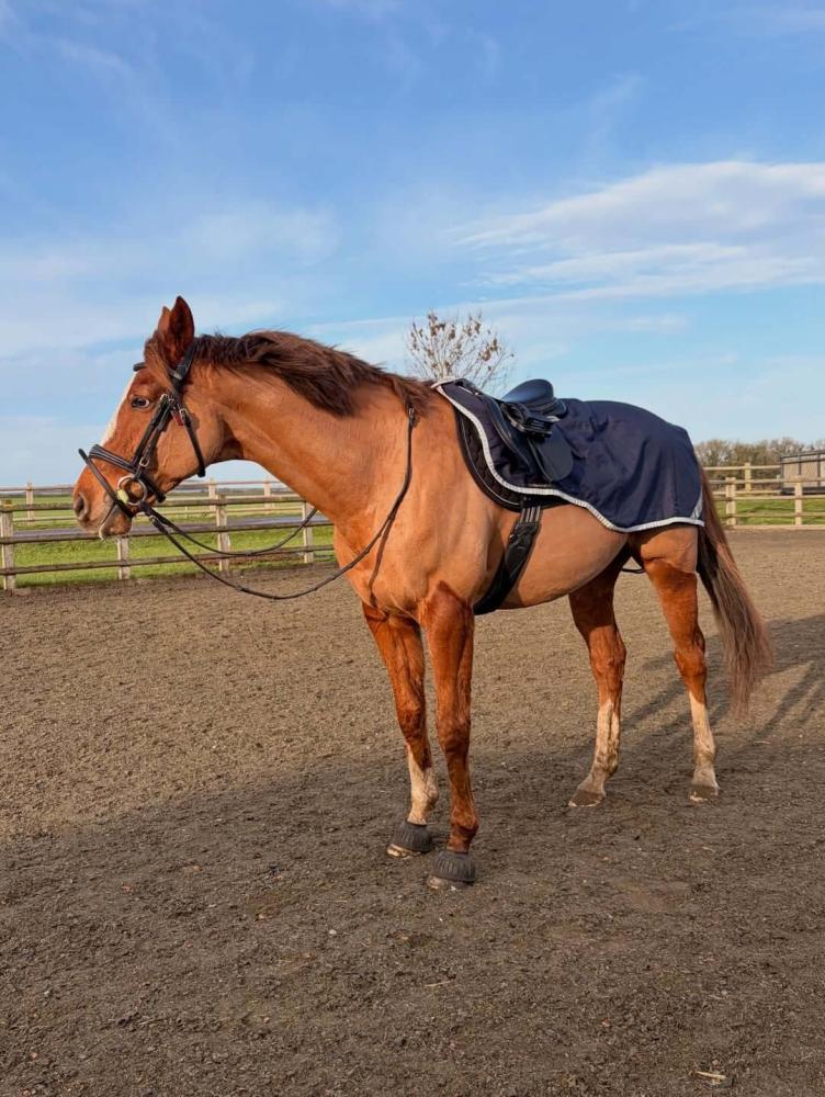Chestnut horse standing in an outdoor arena wearing a Cavaletti exercise rug and bridle, photographed during calm schooling conditions.