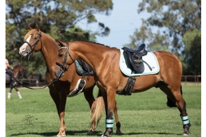 Two horses tacked up in matching mint green Cavaletti Collection GP Saddles and saddle pads, standing on a grassy field ready for schooling or competition.