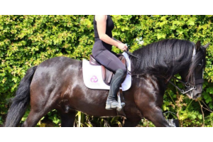 Rider in black equestrian attire schooling a black horse in an English saddle with a white Cavaletti Collection saddle pad, moving in a relaxed frame outdoors against green foliage.