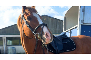 Chestnut horse with a white blaze wearing an anatomical bridle and black saddle, standing beside a trailer on a sunny day. Ideal example of comfortable bridle fit for improved communication and performance.