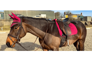 Brown horse wearing a pink saddle pad and matching ear bonnet in an outdoor riding arena.