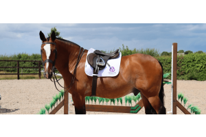 Brown horse in an outdoor arena wearing a brown saddle and white Cavaletti Collection saddle pad beside a jump.