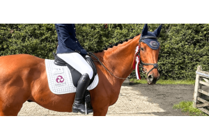 Chestnut horse with braided mane and rosettes, ridden in formal attire with a Cavaletti Collection saddle pad during an outdoor competition.