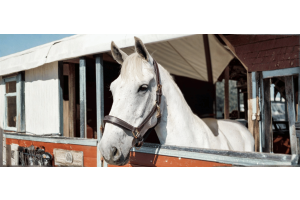White horse wearing a brown halter looking out from a stable window in natural light.