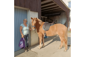 Chestnut horse fully tacked up with saddle and bridle standing in a stable area Cavaletti Collection.