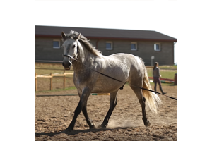 grey horse being lunged in large field