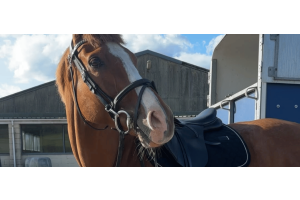 Brown horse wearing a black bridle standing in a yard with stable buildings in the background. Photo credit: millybeventing.