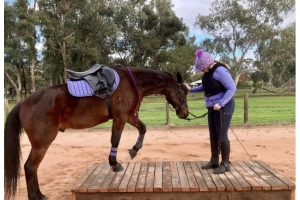 How Do You Introduce a New Saddle to a Horse