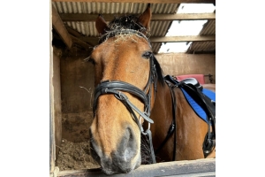 brown horse bridle