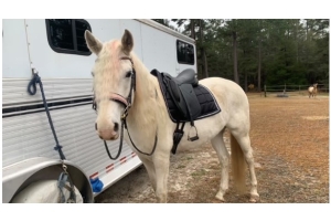 horse tack box