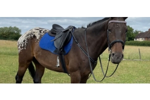 Brown horse with a spotted hindquarter wearing a saddle bridle and tack standing in a grassy field featured in the Cavaletti Collection