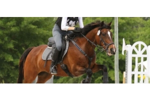 Brown horse and rider jumping an obstacle in an outdoor arena featured in the Cavaletti Collection
