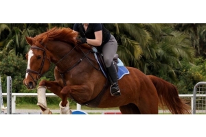 Chestnut horse and rider jumping an obstacle in an outdoor arena featured in the Cavaletti Collection