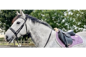 Grey horse wearing a black bridle and saddle standing in an outdoor arena with trees featured in the Cavaletti Collection for an article about headcollars for horses who pull back