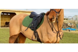 Light brown horse standing on grass with a saddle bridle and green saddle pad featured in the Cavaletti Collection
