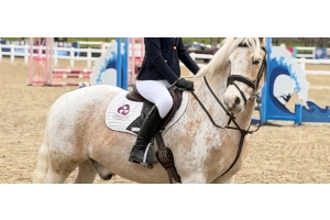 Rider on a palomino pony wearing a Cavaletti Collection saddle pad, stirrup visible, at a showjumping arena