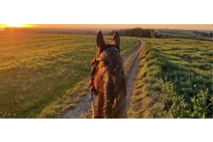 View between a horse's ears wearing a leather bridle, hacking along a countryside path at sunset