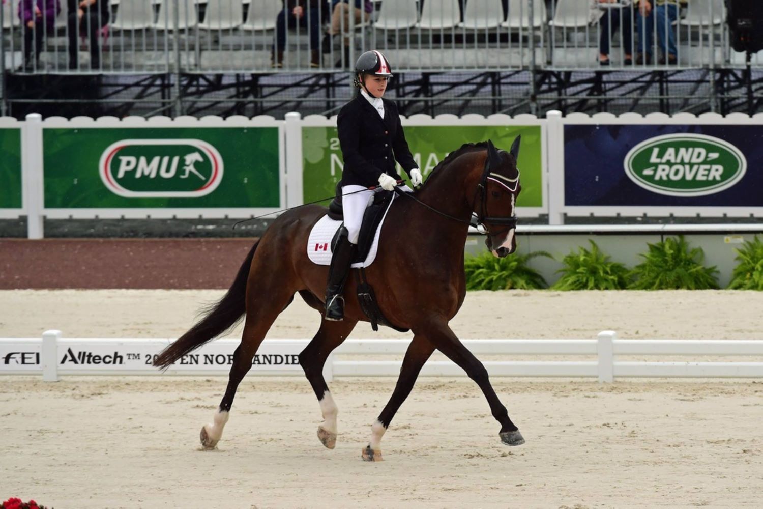 brown horse performing at a dressage competition