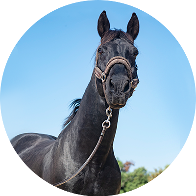 horse attached to lunge line