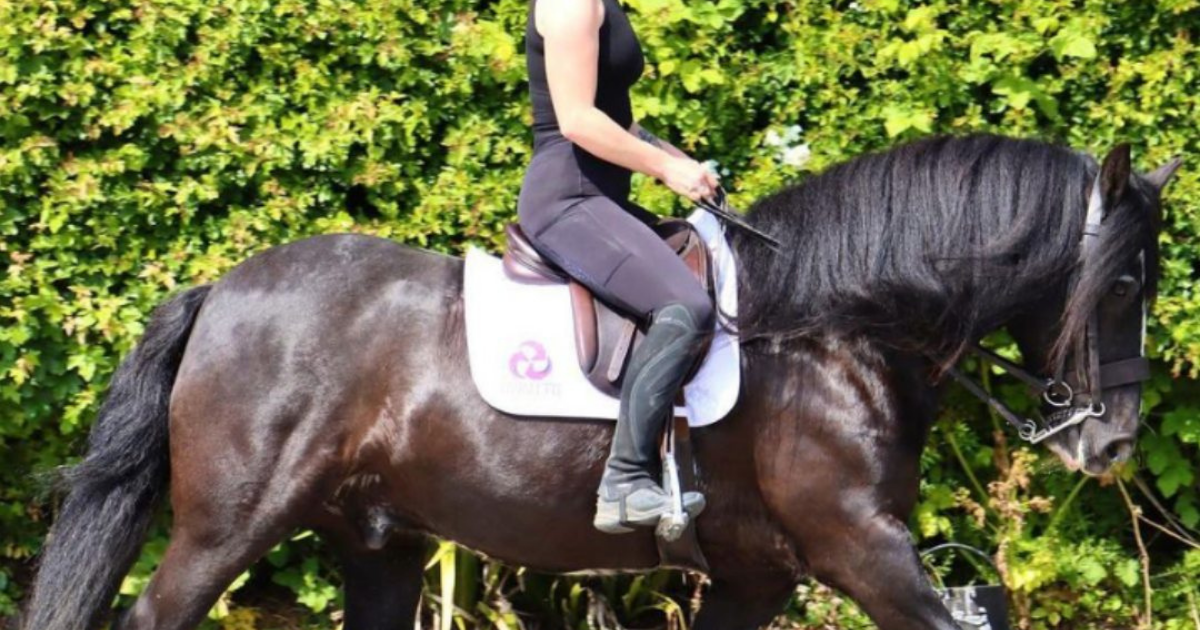 Rider in black equestrian attire schooling a black horse in an English saddle with a white Cavaletti Collection saddle pad, moving in a relaxed frame outdoors against green foliage.