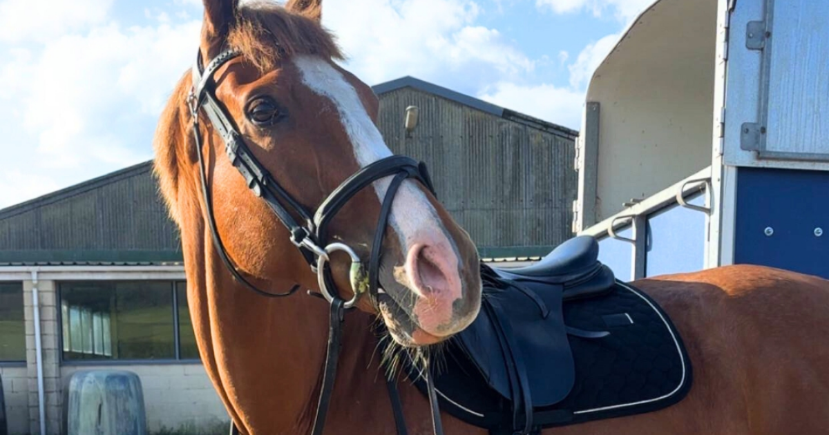 Chestnut horse with a white blaze wearing an anatomical bridle and black saddle, standing beside a trailer on a sunny day. Ideal example of comfortable bridle fit for improved communication and performance.
