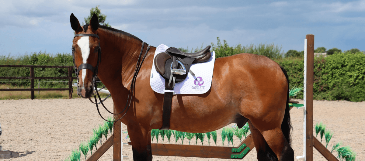 Brown horse in an outdoor arena wearing a brown saddle and white Cavaletti Collection saddle pad beside a jump.