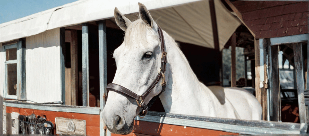 White horse wearing a brown halter looking out from a stable window in natural light.