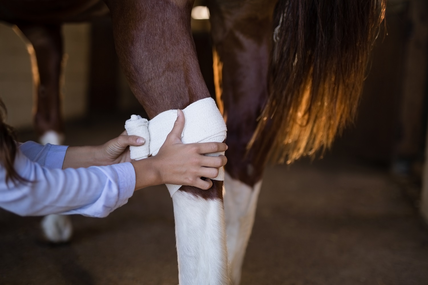 how to wrap your horse's bandages