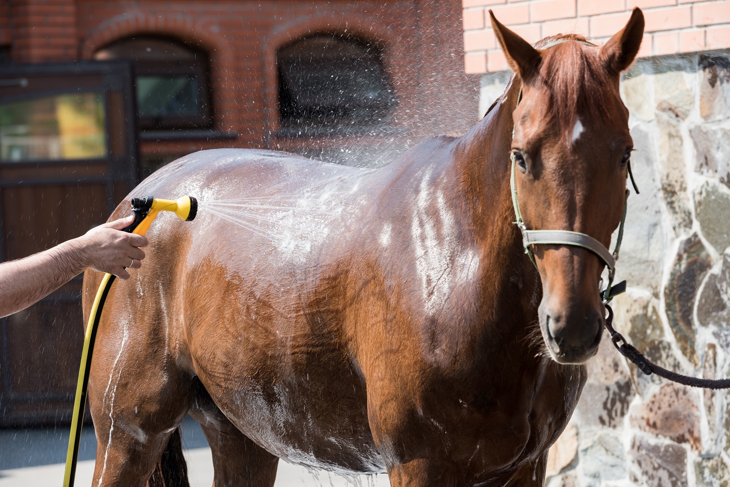 bathing your horse: a guide