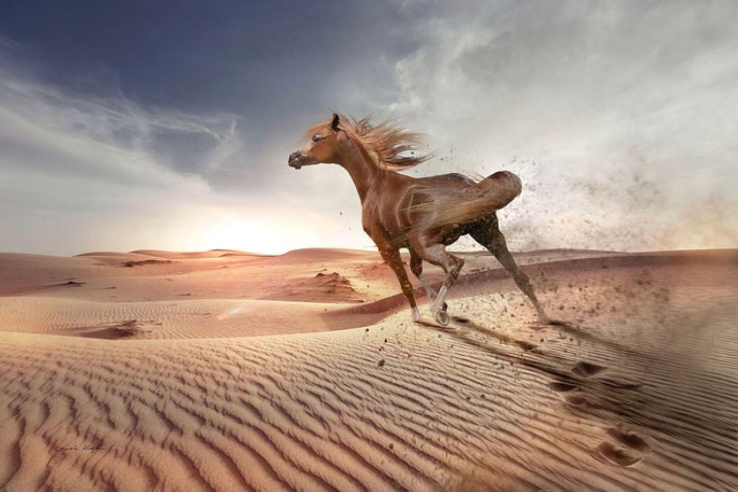 arabian horse galloping through the dunes