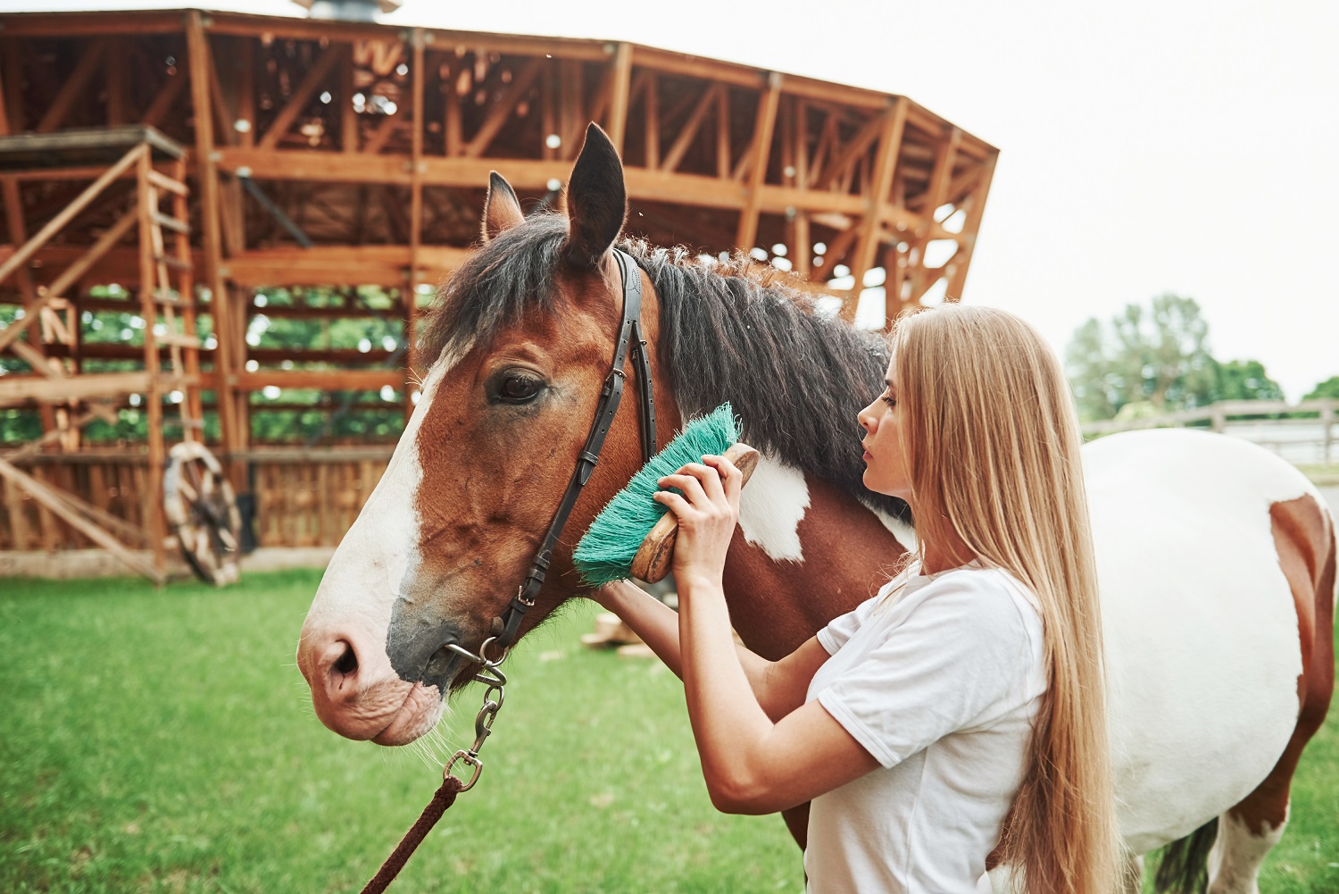 5 steps to groom your horse like a professional
