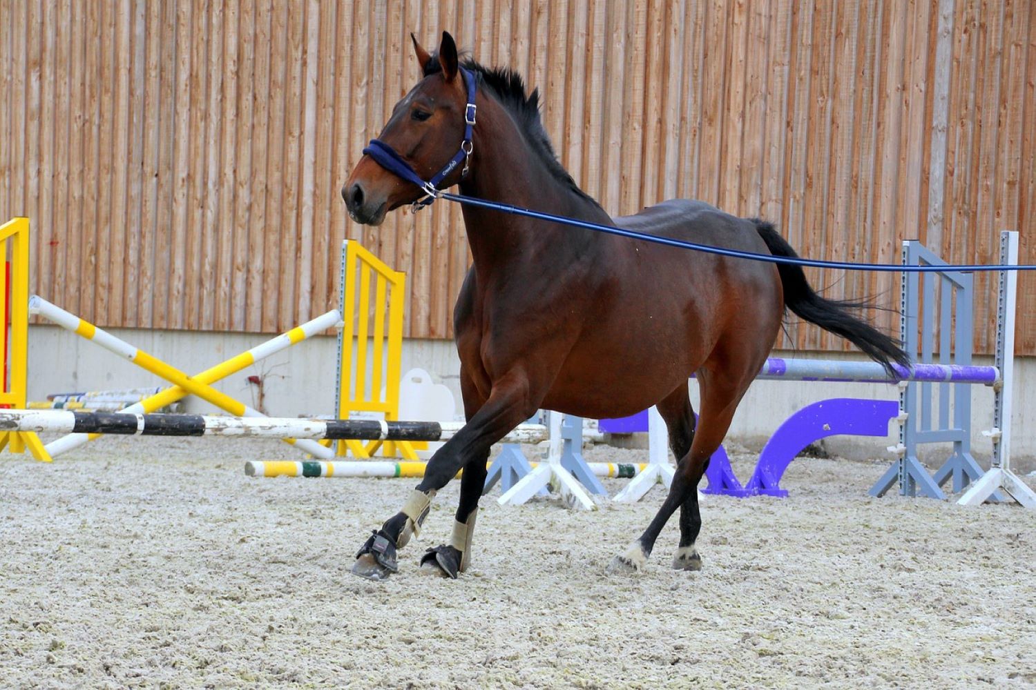 horse being lunged in the arena 