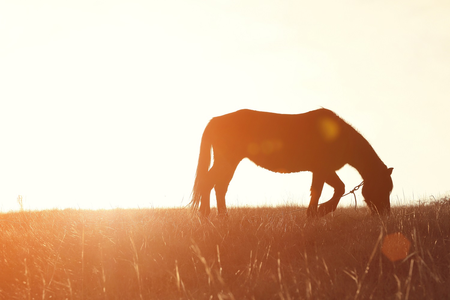 Caring For Horses During Hot Weather