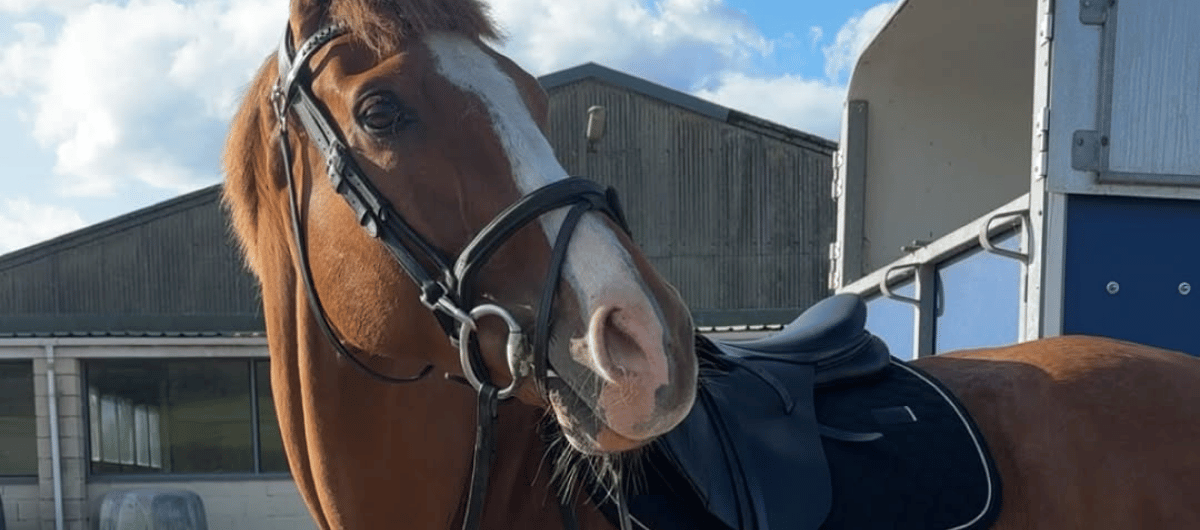 Brown horse wearing a black bridle standing in a yard with stable buildings in the background. Photo credit: millybeventing.