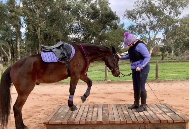 How Do You Introduce a New Saddle to a Horse