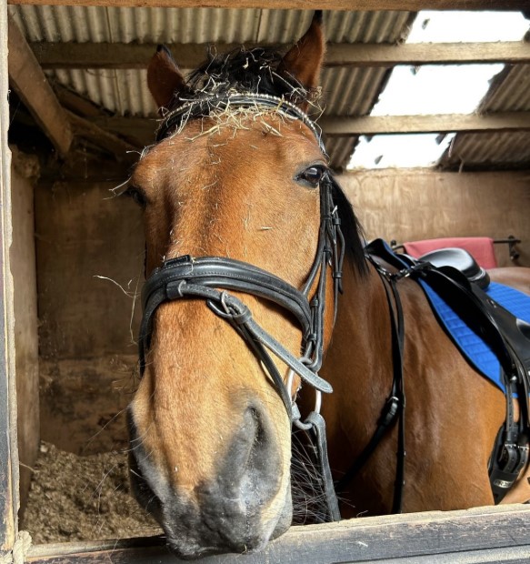 brown horse bridle