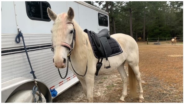 horse tack box