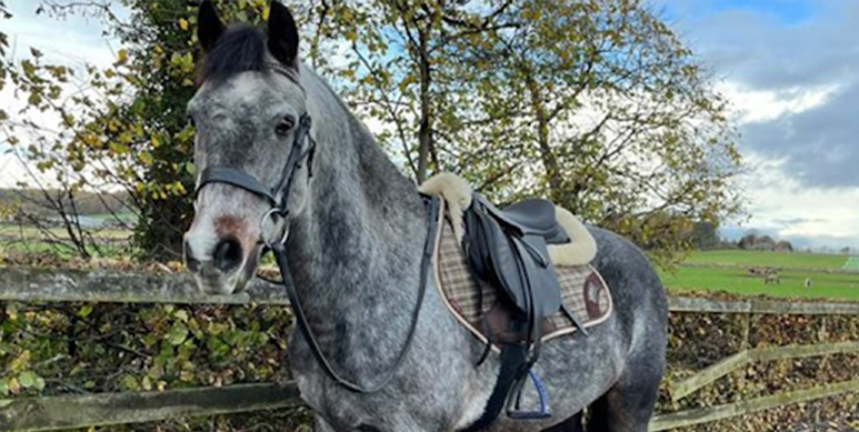 grey horse in field wearing cavaletti collection leather saddle