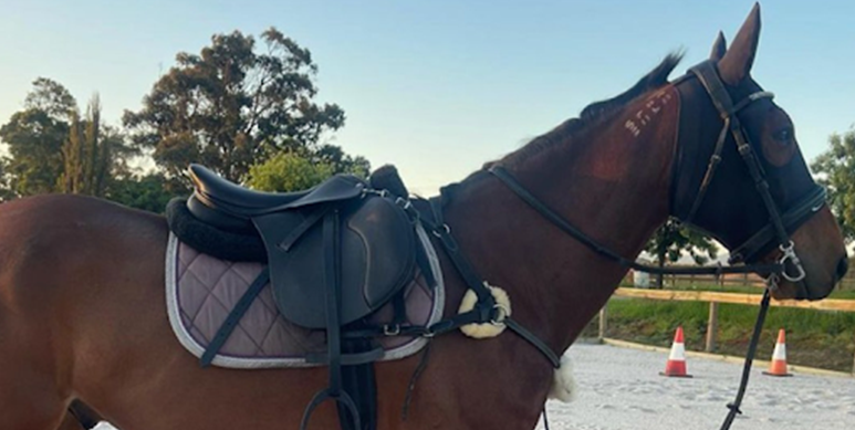 brown horse wearing cavaletti collection leather saddles