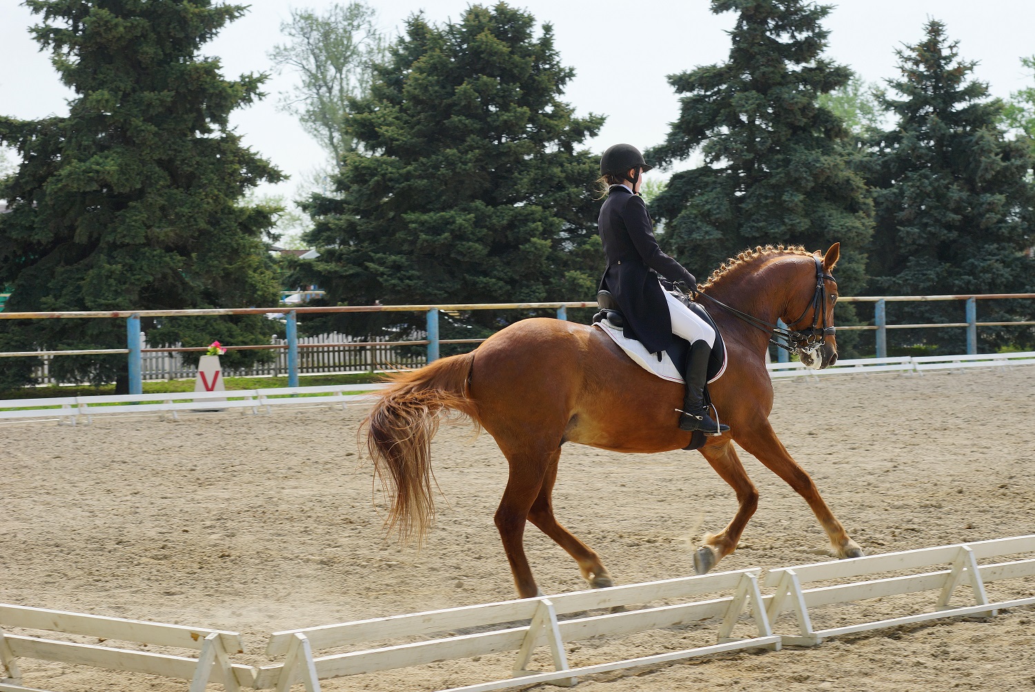 What Are All The Dressage Levels? 