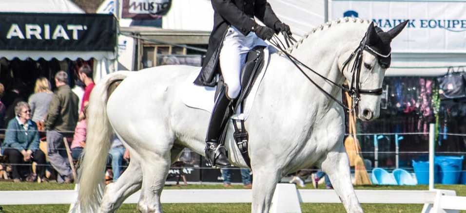 white horse at a dressage competition