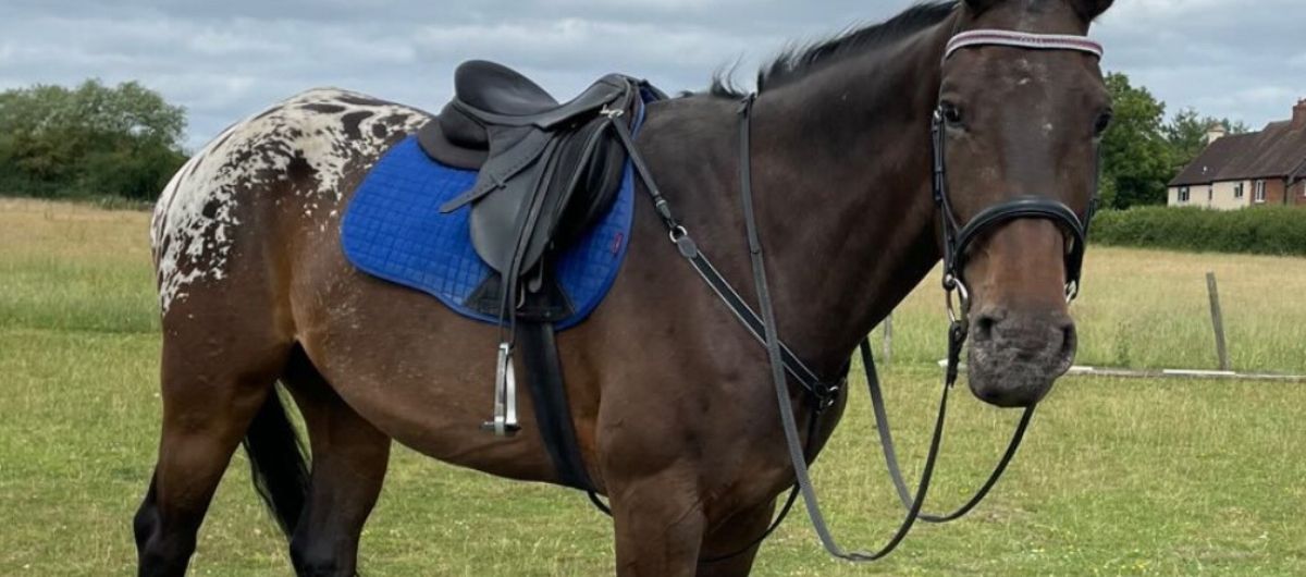 Brown horse with a spotted hindquarter wearing a saddle bridle and tack standing in a grassy field featured in the Cavaletti Collection