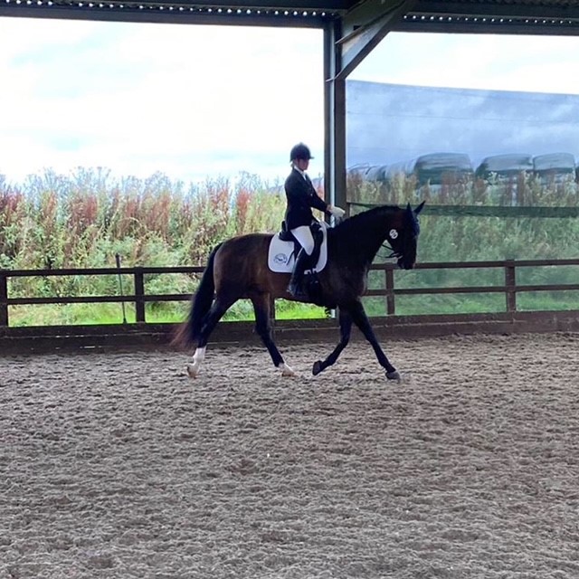 horse performing at a dressage competition