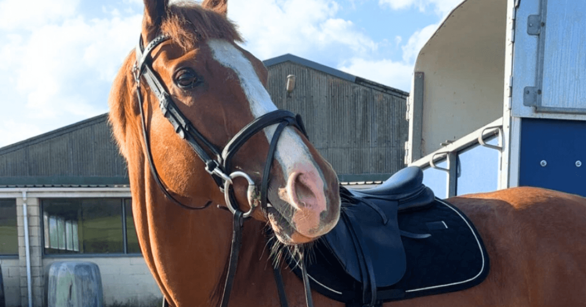 Chestnut horse wearing an anatomical bridle and saddle, tacked up in the stable yard